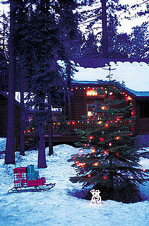 Tips on Selecting the Best Tree